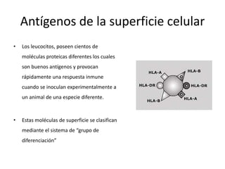 Antígenos de la superficie celular
• Los leucocitos, poseen cientos de
moléculas proteicas diferentes los cuales
son buenos antígenos y provocan
rápidamente una respuesta inmune
cuando se inoculan experimentalmente a
un animal de una especie diferente.
• Estas moléculas de superficie se clasifican
mediante el sistema de “grupo de
diferenciación”
 