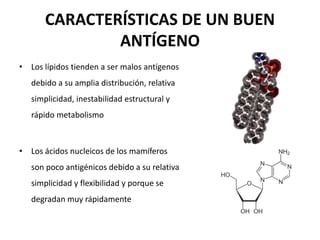 CARACTERÍSTICAS DE UN BUEN
ANTÍGENO
• Los lípidos tienden a ser malos antígenos
debido a su amplia distribución, relativa
simplicidad, inestabilidad estructural y
rápido metabolismo
• Los ácidos nucleicos de los mamíferos
son poco antigénicos debido a su relativa
simplicidad y flexibilidad y porque se
degradan muy rápidamente
 