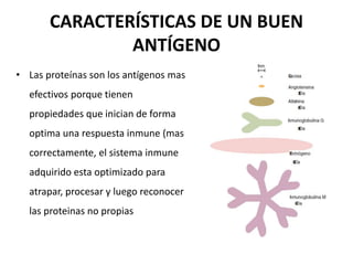 CARACTERÍSTICAS DE UN BUEN
ANTÍGENO
• Las proteínas son los antígenos mas
efectivos porque tienen
propiedades que inician de forma
optima una respuesta inmune (mas
correctamente, el sistema inmune
adquirido esta optimizado para
atrapar, procesar y luego reconocer
las proteinas no propias
 