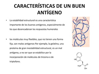 CARACTERÍSTICAS DE UN BUEN
ANTÍGENO
• La estabilidad estructural es una característica
importante de los buenos antígenos, especialmente de
los que desencadenan las respuestas humorales
• las moléculas muy flexibles, que no tienen una forma
fija, son malos antigenos Por ejemplo, la gelatina, una
proteína de gran inestabilidad estructural, es un mal
antígeno, a no ser que se estabilice por la
incorporación de moléculas de tirosina o de
triptofano.
 