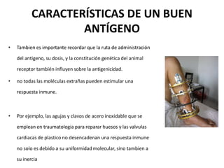 CARACTERÍSTICAS DE UN BUEN
ANTÍGENO
• Tambien es importante recordar que la ruta de administración
del antigeno, su dosis, y la constitución genética del animal
receptor también influyen sobre la antigenicidad.
• no todas las moléculas extrañas pueden estimular una
respuesta inmune.
• Por ejemplo, las agujas y clavos de acero inoxidable que se
emplean en traumatologia para reparar huesos y las valvulas
cardiacas de plastico no desencadenan una respuesta inmune
no solo es debido a su uniformidad molecular, sino tambien a
su inercia
 