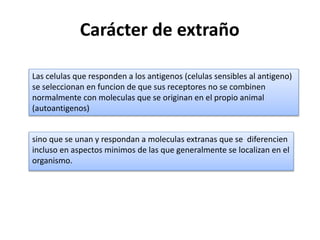 Carácter de extraño
sino que se unan y respondan a moleculas extranas que se diferencien
incluso en aspectos minimos de las que generalmente se localizan en el
organismo.
Las celulas que responden a los antigenos (celulas sensibles al antigeno)
se seleccionan en funcion de que sus receptores no se combinen
normalmente con moleculas que se originan en el propio animal
(autoantigenos)
 