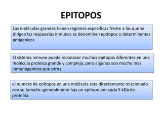 EPITOPOS
Las moléculas grandes tienen regiones especificas frente a las que se
dirigen las respuestas inmunes se denominan epitopos o determinantes
antigenicos
El sistema inmune puede reconocer muchos epitopos diferentes en una
molécula proteica grande y compleja, pero algunos son mucho mas
inmunogenicos que otros
el numero de epitopos en una molécula esta directamente relacionado
con su tamaño: generalmente hay un epitopo por cada 5 kDa de
proteína.
 