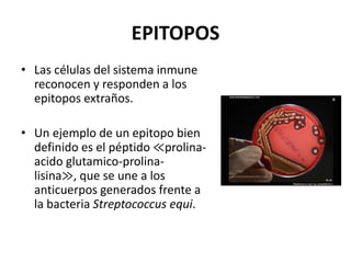 EPITOPOS
• Las células del sistema inmune
reconocen y responden a los
epitopos extraños.
• Un ejemplo de un epitopo bien
definido es el péptido ≪prolina-
acido glutamico-prolina-
lisina≫, que se une a los
anticuerpos generados frente a
la bacteria Streptococcus equi.
 