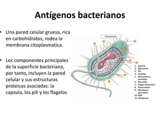 Antígenos bacterianos
• Una pared celular gruesa, rica
en carbohidratos, rodea la
membrana citoplasmatica.
• Los componentes principales
de la superficie bacteriana,
por tanto, incluyen la pared
celular y sus estructuras
proteicas asociadas: la
capsula, los pili y los flagelos
 