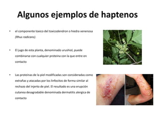 Algunos ejemplos de haptenos
• el componente toxico del toxicodendron o hiedra venenosa
(Rhus radicans).
• El jugo de esta planta, denominado urushiol, puede
combinarse con cualquier proteina con la que entre en
contacto
• Las proteinas de la piel modificadas son consideradas como
extrañas y atacadas por los linfocitos de forma similar al
rechazo del injerto de piel. El resultado es una erupción
cutanea desagradable denominada dermatitis alergica de
contacto
 