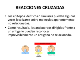 REACCIONES CRUZADAS
• Los epitopos identicos o similares pueden algunas
veces localizarse sobre moleculas aparentemente
no relacionadas.
• Como resultado, los anticuerpos dirigidos frente a
un antigeno pueden reconocer
imprevisiblemente un antigeno no relacionado.
 
