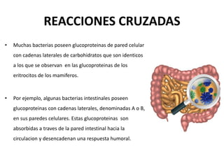 REACCIONES CRUZADAS
• Muchas bacterias poseen glucoproteinas de pared celular
con cadenas laterales de carbohidratos que son identicos
a los que se observan en las glucoproteinas de los
eritrocitos de los mamiferos.
• Por ejemplo, algunas bacterias intestinales poseen
glucoproteinas con cadenas laterales, denominadas A o B,
en sus paredes celulares. Estas glucoproteinas son
absorbidas a traves de la pared intestinal hacia la
circulacion y desencadenan una respuesta humoral.
 