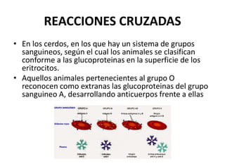 REACCIONES CRUZADAS
• En los cerdos, en los que hay un sistema de grupos
sanguineos, según el cual los animales se clasifican
conforme a las glucoproteinas en la superficie de los
eritrocitos.
• Aquellos animales pertenecientes al grupo O
reconocen como extranas las glucoproteinas del grupo
sanguineo A, desarrollando anticuerpos frente a ellas
 