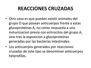 REACCIONES CRUZADAS
• Otro caso es que pueden existir animales del
grupo O que posean anticuerpos frente a estas
glucoproteinas A, no como respuesta a una
inmunizacion previa con eritrocitos del grupo A,
sino tras la exposicion a glucoproteinas
generadas por las bacterias intestinales.
• Los anticuerpos generados por reacciones
cruzadas de este tipo se denominan anticuerpos
heterofilos.
 