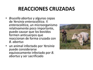 REACCIONES CRUZADAS
• Brucella abortus y algunas cepas
de Yersinia enterocolitica. Y.
enterocolitica, un microorganismo
relativamente poco importante,
puede causar que los bovidos
formen anticuerpos que
reaccionan de forma cruzada con
B. abortus
• un animal infectado por Yersinia
puede considerarse
equivocamente infectado por B.
abortus y ser sacrificado
 