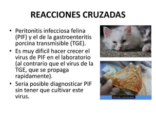 REACCIONES CRUZADAS
• Peritonitis infecciosa felina
(PIF) y el de la gastroenteritis
porcina transmisible (TGE).
• Es muy dificil hacer crecer el
virus de PIF en el laboratorio
(al contrario que el virus de la
TGE, que se propaga
rapidamente).
• Seria posible diagnosticar PIF
sin tener que cultivar este
virus.
 