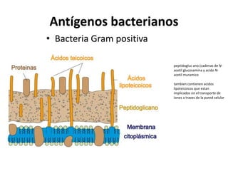 Antígenos bacterianos
• Bacteria Gram positiva
peptidogluc ano (cadenas de N-
acetil glucosamina y acido N-
acetil muramico
tambien contienen acidos
lipoteicoicos que estan
implicados en el transporte de
iones a traves de la pared celular
 
