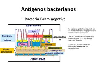 Antígenos bacterianos
• Bacteria Gram negativa
fina capa de peptidoglucano cubierto por
una membrana externa de lipopolisacarido,
el componente mas antigenico
, que esta formada por un oligosacarido
unido a un (lipido A) y a una serie de
trisacaridos repetidos.
La estructura de estos trisacaridos
determina la antigenicidad del
microorganismo.
 