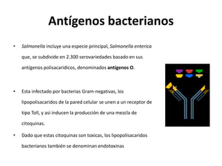 Antígenos bacterianos
• Salmonella incluye una especie principal, Salmonella enterica
que, se subdivide en 2.300 serovariedades basado en sus
antígenos polisacaridicos, denominados antígenos O.
• Esta infectado por bacterias Gram-negativas, los
lipopolisacaridos de la pared celular se unen a un receptor de
tipo Toll, y asi inducen la producción de una mezcla de
citoquinas.
• Dado que estas citoquinas son toxicas, los lipopolisacaridos
bacterianos también se denominan endotoxinas
 