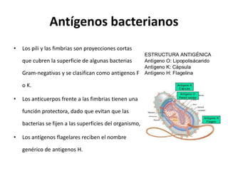 Antígenos bacterianos
• Los pili y las fimbrias son proyecciones cortas
que cubren la superficie de algunas bacterias
Gram-negativas y se clasifican como antigenos F
o K.
• Los anticuerpos frente a las fimbrias tienen una
función protectora, dado que evitan que las
bacterias se fijen a las superficies del organismo,
• Los antígenos flagelares reciben el nombre
genérico de antigenos H.
 