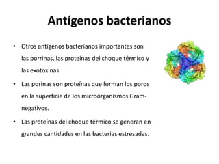 Antígenos bacterianos
• Otros antígenos bacterianos importantes son
las porrinas, las proteínas del choque térmico y
las exotoxinas.
• Las porinas son proteínas que forman los poros
en la superficie de los microorganismos Gram-
negativos.
• Las proteínas del choque térmico se generan en
grandes cantidades en las bacterias estresadas.
 