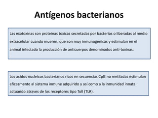 Antígenos bacterianos
Las exotoxinas son proteinas toxicas secretadas por bacterias o liberadas al medio
extracelular cuando mueren, que son muy inmunogenicas y estimulan en el
animal infectado la producción de anticuerpos denominados anti-toxinas.
Los acidos nucleicos bacterianos ricos en secuencias CpG no metiladas estimulan
eficazmente al sistema inmune adquirido y así como a la inmunidad innata
actuando atraves de los receptores tipo Toll (TLR).
 