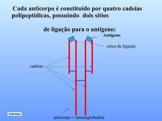 Cada anticorpo é constituído por quatro cadeias  polipeptídicas, possuindo  dois sítios  de ligação para o antígeno: Antígeno cadeias sítios de ligação anticorpo = imunoglobulina Anticorpos 