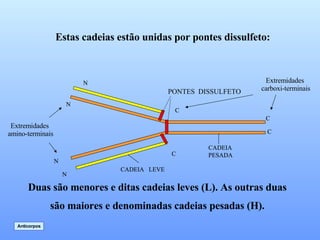 Duas são menores e ditas cadeias leves (L). As outras duas são maiores e denominadas cadeias pesadas (H). Estas cadeias estão unidas por pontes dissulfeto: Anticorpos Extremidades amino-terminais Extremidades carboxi-terminais 