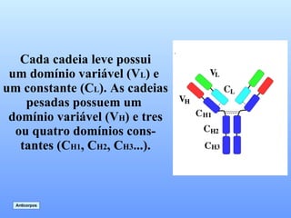 Cada cadeia leve possui um domínio variável (V L ) e  um constante (C L ). As cadeias pesadas possuem um  domínio variável (V H ) e tres ou quatro domínios cons- tantes (C H1 , C H2 , C H3 ...). Anticorpos 