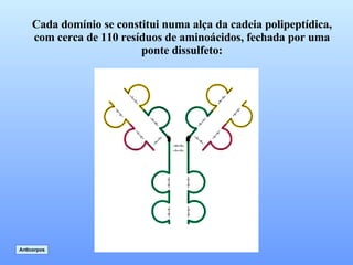 Cada domínio se constitui numa alça da cadeia polipeptídica, com cerca de 110 resíduos de aminoácidos, fechada por uma ponte dissulfeto: Anticorpos 