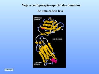Veja a configuração espacial dos domínios de uma cadeia leve: Anticorpos 