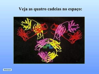 Anticorpos Veja as quatro cadeias no espaço: 