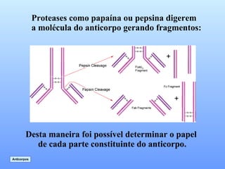 Proteases como papaína ou pepsina digerem a molécula do anticorpo gerando fragmentos: Desta maneira foi possível determinar o papel  de cada parte constituinte do anticorpo. Anticorpos 