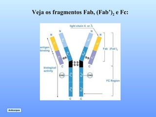 Veja os fragmentos Fab, (Fab’) 2  e Fc: Anticorpos 
