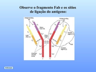 Observe o fragmento Fab e os sítios de ligação do antígeno: Anticorpos Fab 