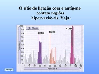 O sítio de ligação com o antígeno  contem regiões hipervariáveis. Veja: Anticorpos 
