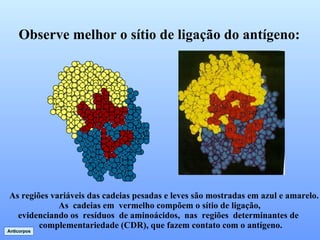 Observe melhor o sítio de ligação do antígeno: As regiões variáveis das cadeias pesadas e leves são mostradas em azul e amarelo. As  cadeias em  vermelho compõem o sítio de ligação,  evidenciando os  resíduos  de aminoácidos,  nas  regiões  determinantes de  complementariedade (CDR), que fazem contato com o antígeno. Anticorpos 