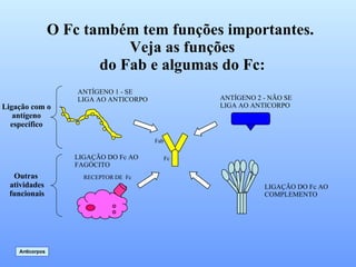 O Fc também tem funções importantes.  Veja as funções do Fab e algumas do Fc:  RECEPTOR DE  Fc ANTÍGENO 1 - SE LIGA AO ANTICORPO ANTÍGENO 2 - NÃO SE LIGA AO ANTICORPO LIGAÇÃO DO Fc AO FAGÓCITO LIGAÇÃO DO Fc AO COMPLEMENTO Ligação com o antígeno específico Outras  atividades funcionais Anticorpos Fab Fc 