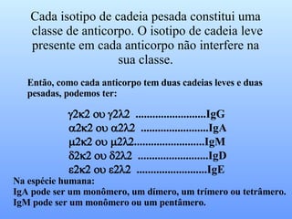 Cada isotipo de cadeia pesada constitui uma classe de anticorpo. O isotipo de cadeia leve presente em cada anticorpo não interfere na  sua classe.  Então, como cada anticorpo tem duas cadeias leves e duas pesadas, podemos ter:    .........................IgG    ........................IgA  .........................IgM    .........................IgD    .........................IgE Na espécie humana: IgA pode ser um monômero, um dímero, um trímero ou tetrâmero. IgM pode ser um monômero ou um pentâmero. 