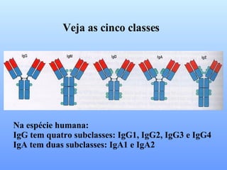 Veja as cinco classes Na espécie humana:  IgG tem quatro subclasses: IgG1, IgG2, IgG3 e IgG4 IgA tem duas subclasses: IgA1 e IgA2 