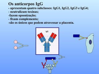 Os anticorpos IgG - apresentam quatro subclasses: IgG1, IgG2, IgG3 e IgG4; neutralizam toxinas;  fazem opsonização; fixam complemento; são os únicos que podem atravessar a placenta. 