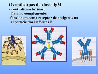 Os anticorpos da classe IgM - neutralizam toxinas; fixam o complemento; funcionam como receptor de antígenos na  superfície dos linfócitos B. 