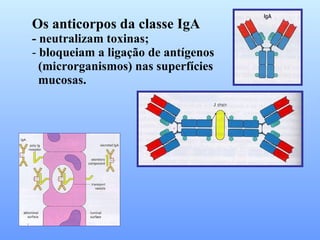 Os anticorpos da classe IgA - neutralizam toxinas; bloqueiam a ligação de antígenos (microrganismos) nas superfícies mucosas. 