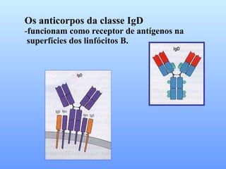 Os anticorpos da classe IgD funcionam como receptor de antígenos na superfícies dos linfócitos B. 