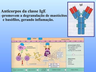 Anticorpos da classe IgE promovem a degranulação de mastócitos e basófilos, gerando inflamação. 