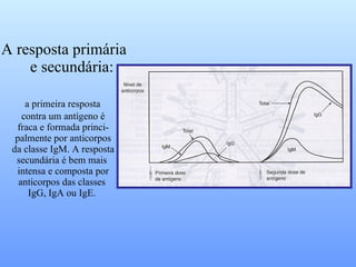 A resposta primária  e secundária: a primeira resposta  contra um antígeno é fraca e formada princi- palmente por anticorpos da classe IgM. A resposta secundária é bem mais  intensa e composta por anticorpos das classes  IgG, IgA ou IgE. 