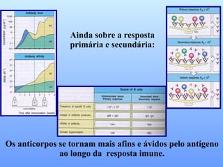 Ainda sobre a resposta primária e secundária: Os anticorpos se tornam mais afins e ávidos pelo antígeno ao longo da  resposta imune. 