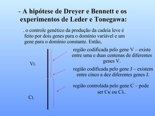 A hipótese de Dreyer e Bennett e os  experimentos de Leder e Tonegawa:  . o controle genético da produção da cadeia leve é feito por dois genes para o domínio variável e um gene para o domínio constante. Então, V L C L região codificada pelo gene V – existe entre uma e duas centenas de diferentes genes V. região codificada pelo gene J – existem entre cinco a dez diferentes genes J. região controlada pelo gene C – pode ser C   ou C  