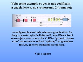 Veja como exemplo os genes que codificam  a cadeia leve   , no cromossomo 2 (humano): a configuração mostrada acima é a germinativa. Ao longo da maturação do linfócito B,  este DNA sofrerá rearranjos até ser transcrito. O RNA “primeiro trans- crito” naturalmente sofrerá “splicing”, originando o RNAm, que será traduzido na cadeia   .  Veja a seguir: 
