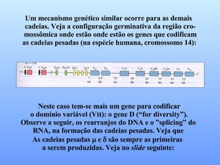 Um mecanismo genético similar ocorre para as demais  cadeias. Veja a configuração germinativa da região cro- mossômica onde estão onde estão os genes que codificam as cadeias pesadas (na espécie humana, cromossomo 14):  Neste caso tem-se mais um gene para codificar o domínio variável (V H ): o gene D (“for diversity”). Observe a seguir, os rearranjos do DNA e o ”splicing” do RNA, na formação das cadeias pesadas. Veja que As cadeias pesadas    e    são sempre as primeiras  a serem produzidas. Veja no  slide  seguinte: 