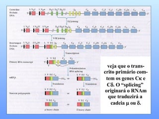 veja que o trans- crito primário com- tem os genes C   e C  . O “splicing”  originará o RNAm que traduzirá a  cadeia    ou   . 