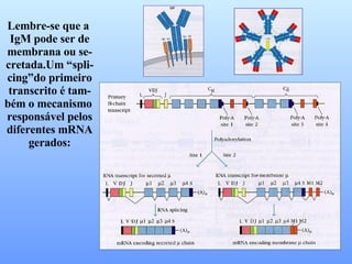 Lembre-se que a  IgM pode ser de membrana ou se- cretada.Um “spli- cing”do primeiro transcrito é tam- bém o mecanismo  responsável pelos diferentes mRNA gerados: 