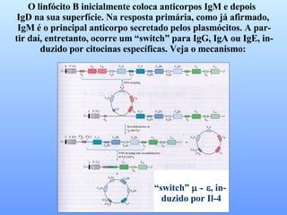 O linfócito B inicialmente coloca anticorpos IgM e depois  IgD na sua superfície. Na resposta primária, como já afirmado, IgM é o principal anticorpo secretado pelos plasmócitos. A par- tir daí, entretanto, ocorre um “switch” para IgG, IgA ou IgE, in- duzido por citocinas específicas. Veja o mecanismo:  “ switch”      , in- duzido por Il-4 