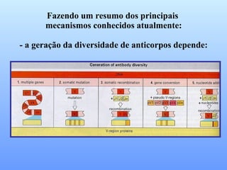 Fazendo um resumo dos principais mecanismos conhecidos atualmente: - a geração da diversidade de anticorpos depende: 